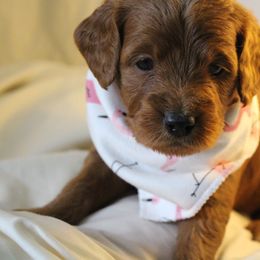 Bernedoodle, Goldendoodle, and Poodle Puppies from Raintree Standard Poodles & Mini Doodles