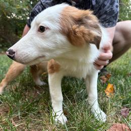 Male 1 - Sable merle male Border Collie puppy in Asheboro, North Carolina from Coble Kennels