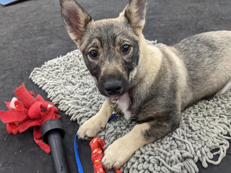 Swedish vallhund chihuahua sales mix