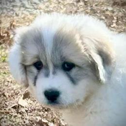 Sadie(LINDEE)Pink collar female - White and badger female Great Pyrenees puppy in Fair Grove, Missouri from Allen Wags & Woolies