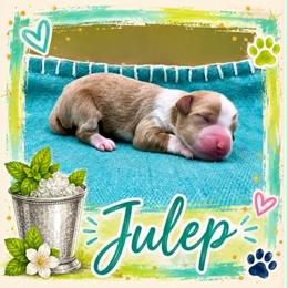 Julep - Apricot female Goldendoodle puppy in Hendersonville, North Carolina from Kim's Cove