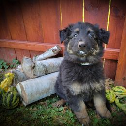 German Shepherd and Pembroke Welsh Corgi Puppies from J&R Shepherds & Corgis