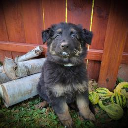 German Shepherd and Pembroke Welsh Corgi Puppies from J&R Shepherds & Corgis