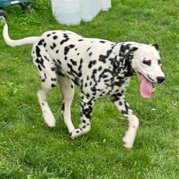 Duncan - Dalmatian