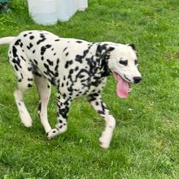 Duncan - Dalmatian