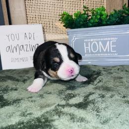 Boy 1 - Black and tan male Pembroke Welsh Corgi puppy in Chesterton, Indiana from Oliver Pembroke Welsh Corgis