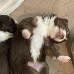 Toy Australian Shepherd Puppies from Loyal Litters Toy Australian Shepherds