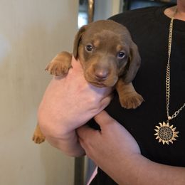 Grumbles - Chocolate and tan male Dachshund puppy in Dunnellon, Florida from Southern Class with Sass Doxies