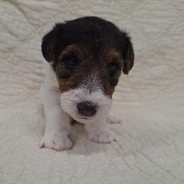 Andrew - White black and tan male Wire Fox Terrier puppy in Lancaster, Missouri from Missouri Meadows Farm