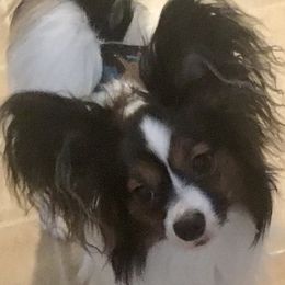 Benny - Papillon