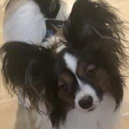 Benny - Papillon