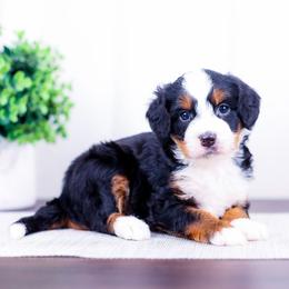 Girl 3 - female Bernedoodle puppy in Arthur, Illinois from Central Illinois Bernedoodles