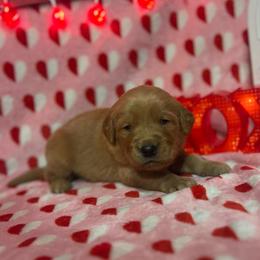 Pistachio - Golden male Golden Retriever puppy in Sandy, Oregon from Treasured K-9s