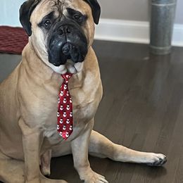 Bullmastiff Puppies from Amulet Bullmastiffs