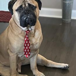 Bullmastiff Puppies from Amulet Bullmastiffs