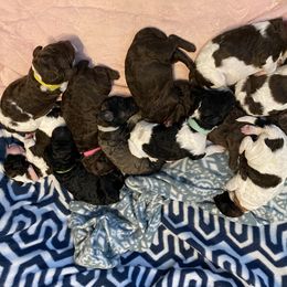 Poodle Puppies from Mars  Glitz Poodles