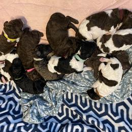 Poodle Puppies from Mars  Glitz Poodles