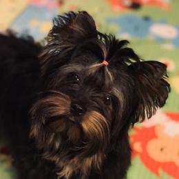 Clary - Yorkshire Terrier