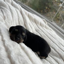 Whisper - Black and cream female Dachshund puppy in San Diego, California from Enchantables