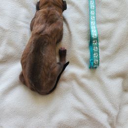 Rhodesian Ridgeback Puppies from Monarch Rhodesian Ridgebacks