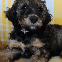 Bobby - Sable male Bernedoodle puppy in Galt, Missouri from Only Doodles!