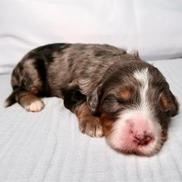 Dune - Merle female Bernedoodle puppy in Bowling Green, Ohio from Windy Creek Doodles