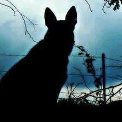 German Shepherds from Blue Moon German Shepherds