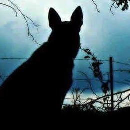 German Shepherds from Blue Moon German Shepherds