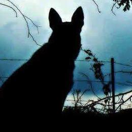 German Shepherds from Blue Moon German Shepherds
