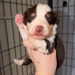 Holly - Red tri-color female Australian Shepherd puppy in Anniston, Alabama from All Hale Aussies