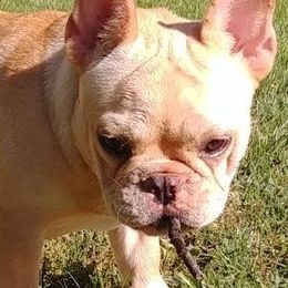Bulldogs and French Bulldogs from JnJ Bulldogs