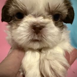 Clover - Shih Tzu puppy from Bows and Bot Ties