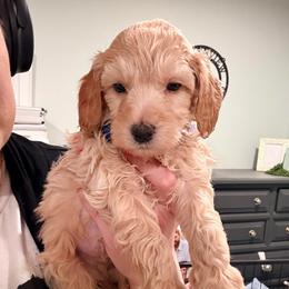 Bowie - Cream male Cockapoo puppy in Denver, Pennsylvania from Greenview Puppies