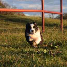 Australian Shepherd Puppies from Spotted Mule Aussies
