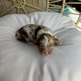 Sven - Red merle male Australian Shepherd puppy in Grants Pass, Oregon from Carmel Mountain Aussies