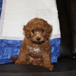 Cavapoo Puppies from Cuddly Cavapoos Texas