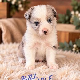 Buzz - Blue merle male Border Collie puppy in Sanger, California from Flying M Cactus Ranch Buddies