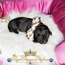 Caleb - Brown male Schnoodle puppy in Demorest, Georgia from Royal Cockapoo Playhouse