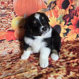 Boy 1 - male Australian Shepherd puppy in Lakeland, Florida from Diamond P Australian Shepherds