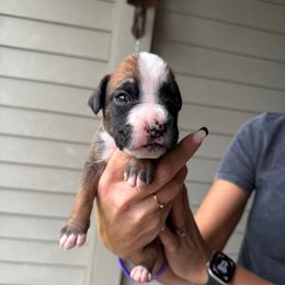 Cedar - Fawn male Boxer puppy in Jamesville, New York from Reynolds Homestead Boxers
