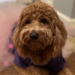 Goldendoodles from KitalouDoodles