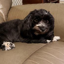 Sadie - Havanese