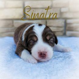 Sinatra - The Charmer - Red tri-color male Australian Shepherd puppy in Pittsville, Wisconsin from Match Dot Pup