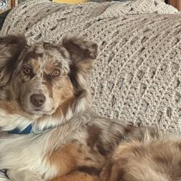 Australian Shepherds from KDL Homestead