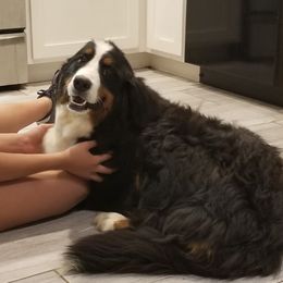 Missy - Bernese Mountain Dog