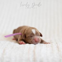 Lavender Collar Girl - Caramel red female Australian Labradoodle puppy in Thousand Oaks, California from Lovely Doodle Lane