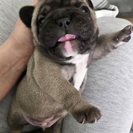 French Bulldogs from Sonia Orozco