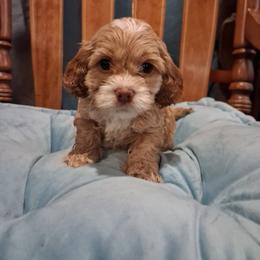 Franklin - Buff and white male Cockapoo puppy in Mena, Arkansas from Ouachita River Cockapoos