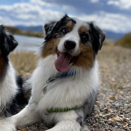 Australian Shepherds from Western Skies Aussies