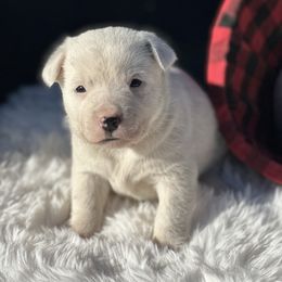 SNOWBALL, all white female with black spots - Blue female Australian Cattle Dog puppy in Kalispell, Montana from BTR Australian Cattle Dogs